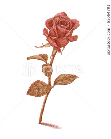Rose Rose 65064791