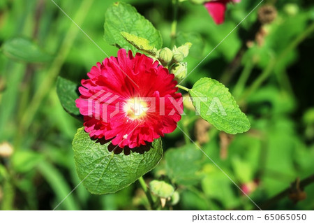 重瓣蜀葵（橘） 65065050