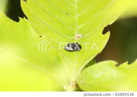 Black-backed leafhopper Black-backed leafhopper 65065536