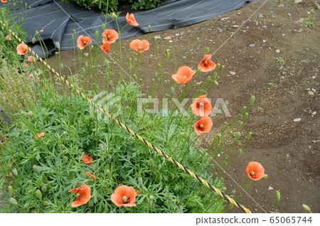 Nagami poppy blooming in a vacant lot Nagami poppy blooming in a vacant lot 65065744