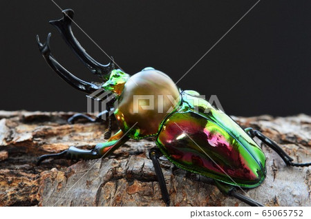 在樹雄鹿甲蟲樹的黑背景 65065752