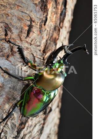在樹雄鹿甲蟲樹的黑背景 65065753