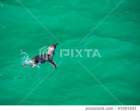 New Zealand Blue Penguin New Zealand Blue Penguin 65065891