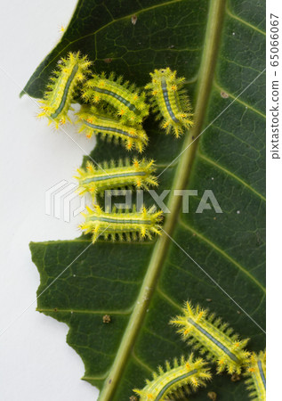 Row of caterpillar eating leaf 65066067