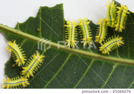 Row of caterpillar eating leaf 65066076
