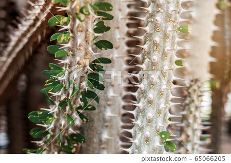 Cactus with a sharp of spike. 65066205