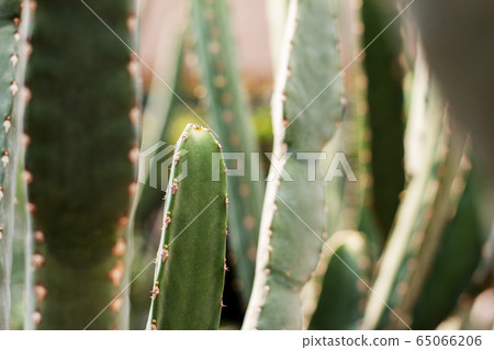 Cactus with sunlight. 65066206