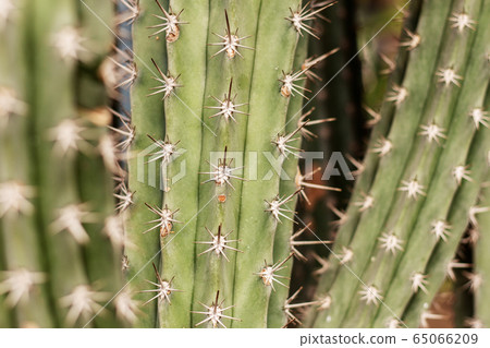 Cactus of spike with texture. Cactus of spike with texture. 65066209