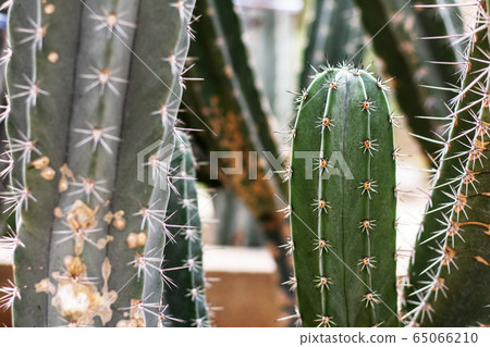 Cactus of spike with sunlight. 65066210