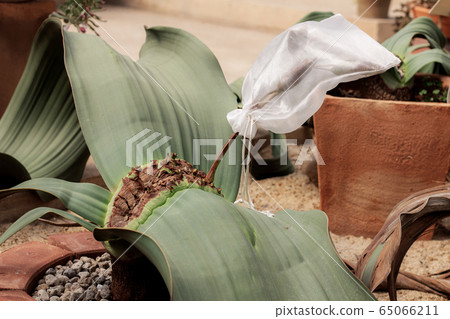 Cactus of dry on pot. Cactus of dry on pot. 65066211