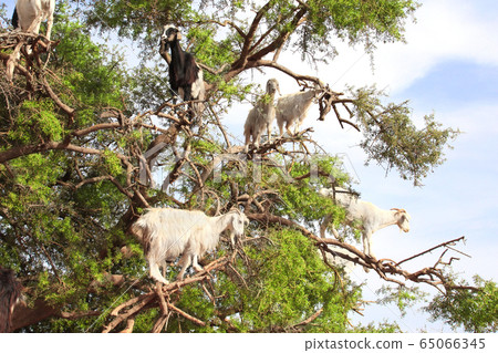 Goats on the argan tree, Morocco 65066345