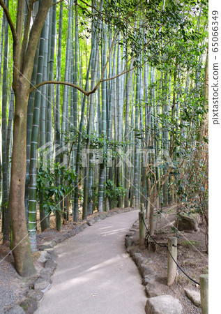 Footpath in bamboo garden, Hokokuji temple, Footpath in bamboo garden, Hokokuji temple, 65066349