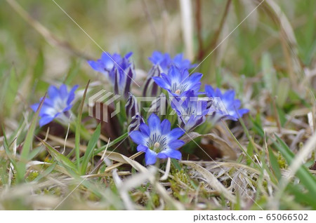 Fuderindou Brush Dragon Mountain Wildflowers Spring Flower Fuderindou Brush Dragon Mountain Wildflowers Spring Flower 65066502