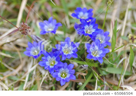Fuderindou Brush Dragon Mountain Wildflowers Spring Flower Fuderindou Brush Dragon Mountain Wildflowers Spring Flower 65066504