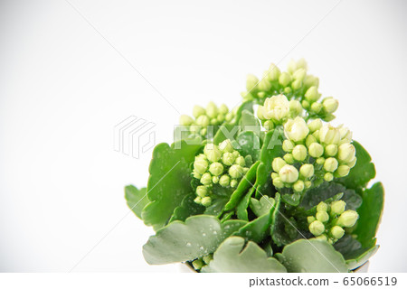 Kalanchoe Queen Rose, the flower of happiness 65066519