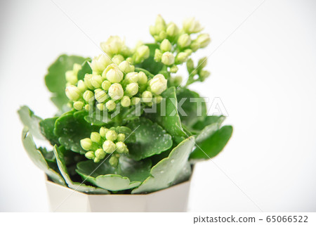 Kalanchoe Queen Rose, the flower of happiness 65066522