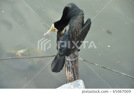 Cormorant Cormorant 65067009
