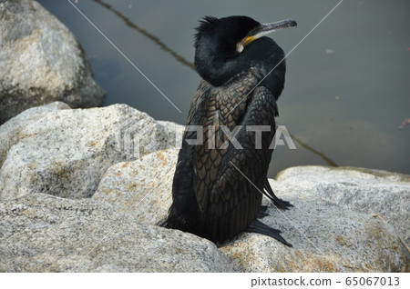 Cormorant Cormorant 65067013