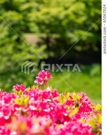 Azalea flowers in full bloom Azalea flowers in full bloom 65067024