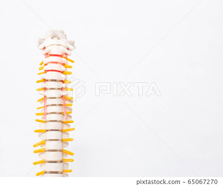 Cervical and thoracic spine on a white background. Intervertebral hernia of the cervical spine, rupture of the fibrous ring. Osteochondrosis, copy space 65067270
