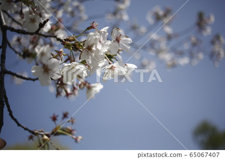 cherry blossom, Cherry Blossom 65067407