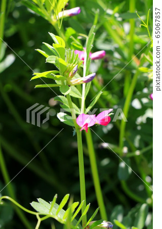 Karasuno peas 65067857