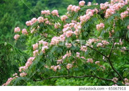 Nemnoki花 Nemnoki花 65067918