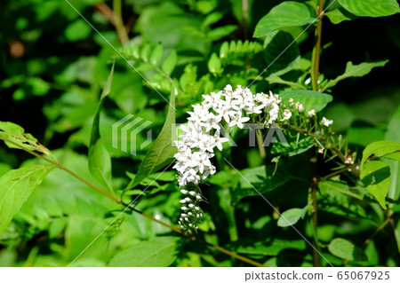Flower of Okatrano Flower of Okatrano 65067925