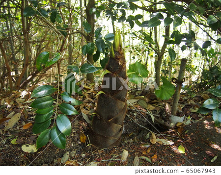 Suo Oshima landscape Suo Oshima landscape 65067943