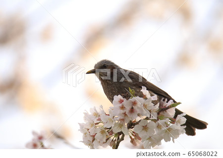 Arao City Yotsuyama Shrine Bulbul, Arao City Yotsuyama Shrine Bulbul, 65068022