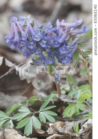 Corydalis solida ( fumewort) flowers, close up Corydalis solida ( fumewort) flowers, close up 65068140