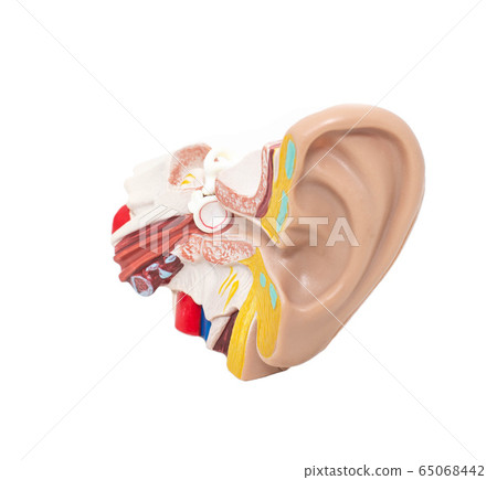 Mock ear with eardrum and auditory tube on a white background, isolate. The concept of diseases in otolaryngology, sound Mock ear with eardrum and auditory tube on a white background, isolate. The concept of diseases in otolaryngology, sound 65068442