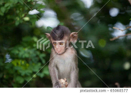 Cute monkey 65068577