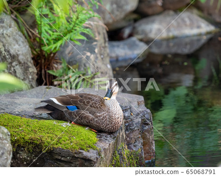 A duck relaxing by the pond 65068791