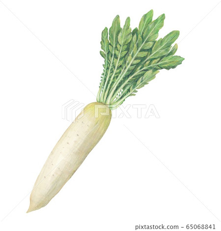 Radish 65068841
