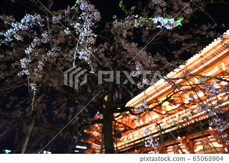 Sakura at night / Asakusa / Tokyo / Japan 65068904