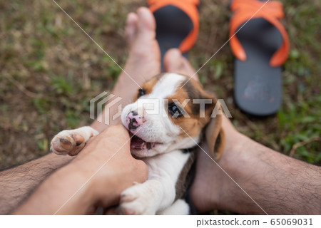 puppy beagle playing with owner puppy beagle playing with owner 65069031