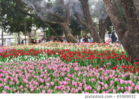 tulip flowers in the garden 65069032