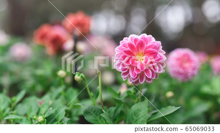 close up of pink flowers on green background in 65069033