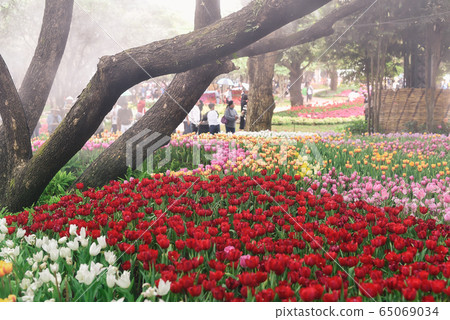 tulip flowers in the garden 65069034