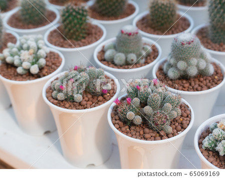 close up of cactus on the table close up of cactus on the table 65069169