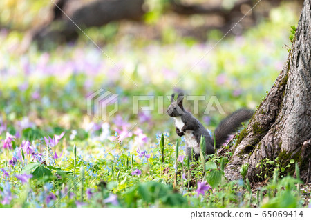 Hokkaido flower garden and squirrel Hokkaido flower garden and squirrel 65069414