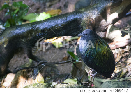 Emerald dove walking and look for food in the zoo in Thailand.Object have clipping path. Emerald dove walking and look for food in the zoo in Thailand.Object have clipping path. 65069492