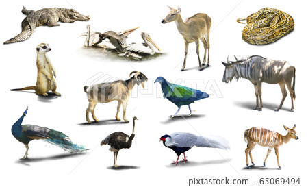 Various animal pictures are isolated on a white background  have shadows,Object have clipping path. 65069494