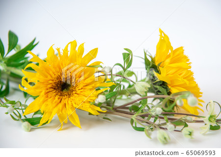 Van Gogh Sunflower and Clematis Summer Snow Van Gogh Sunflower and Clematis Summer Snow 65069593