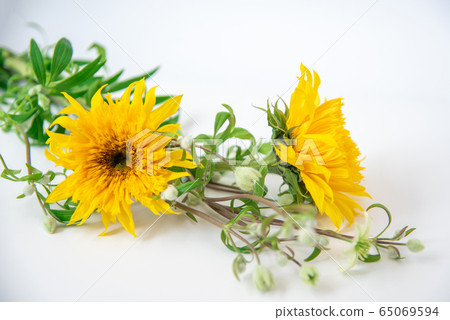 Van Gogh Sunflower and Clematis Summer Snow Van Gogh Sunflower and Clematis Summer Snow 65069594