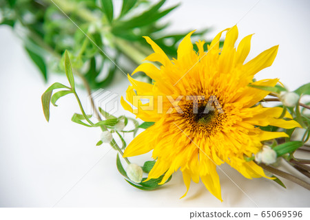 Van Gogh Sunflower and Clematis Summer Snow Van Gogh Sunflower and Clematis Summer Snow 65069596