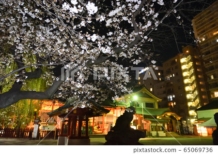 Sakura at night / Asakusa / Tokyo / Japan 65069736
