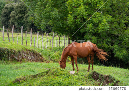 A brown horse grazes and wags its tail on a farm pasture surrounded by a fence and trees A brown horse grazes and wags its tail on a farm pasture surrounded by a fence and trees 65069778