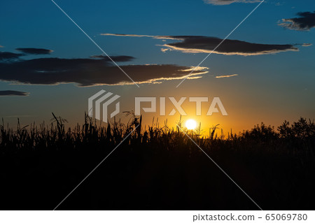 Sunny dry spikelets at the field in the back light during sunset with blue sky, selective focus, nature background, spanish countryside. Sunny dry spikelets at the field in the back light during sunset with blue sky, selective focus, nature background, spanish countryside. 65069780